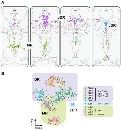 Single Cell Transcriptomes And Whole Brain Projections Of Serotonin Neurons In The Mouse Dorsal