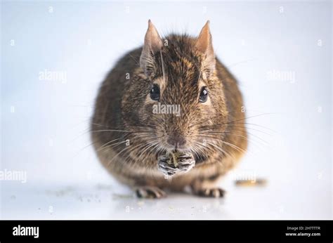 Funny rodent degu Stock Photo - Alamy