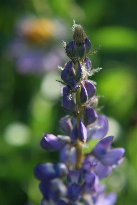 Southern Belle's Adventures: Montana Wildflowers (Macro)