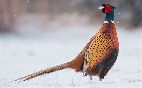 Pheasant Hunting Season 2024 - Darryl Coretta