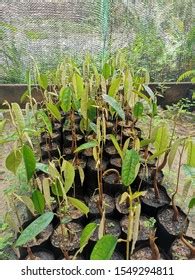 Durian Seeds Trees Ready Planting Stock Photo 1549294811 | Shutterstock