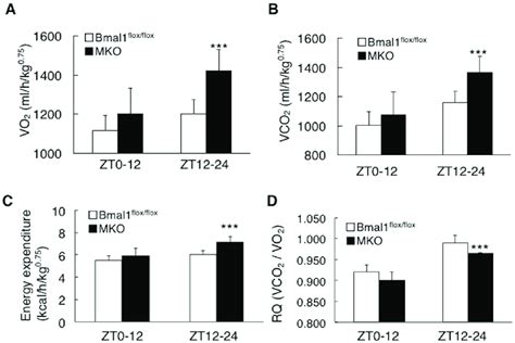 Deletion Of The Bmal1 Gene In The Muscle Increased Energy Expenditure