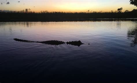 Evening Airboat & Wildlife Tour in Florida Everglades