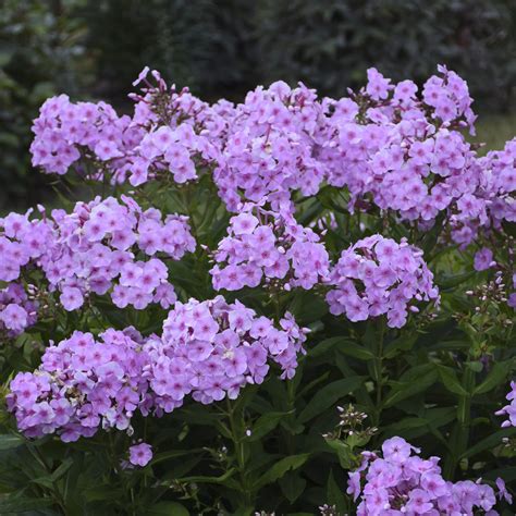 Phlox Uptown Girl Garden - Wild Juniper Nursery