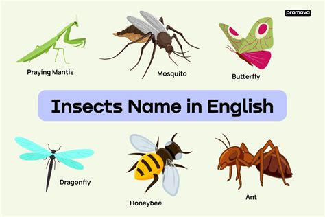Insects Names