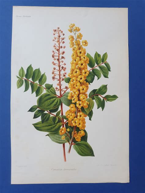 Flowers Coriaria Terminalis 19th Century Colored Lithography Goffart 10