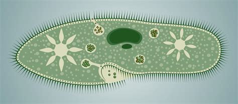 Paramecium Reproduction - Biology Wise