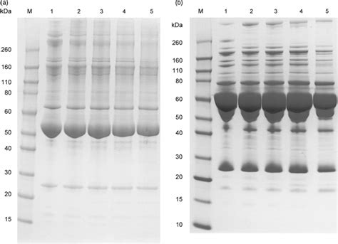 Sds Page Analysis Of The Platelet Fractions Non Reduced A And