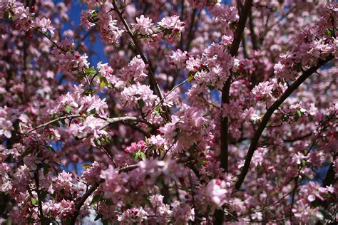 Flowers Apple Bloom Flowers Free Nature Pictures By Forestwander