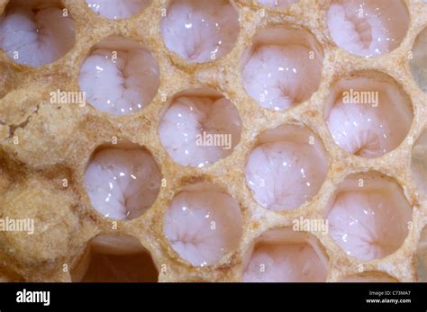 Honey Bee Apis Mellifera Apis Mellifica Close Up Of Honeycomb Showing A Large Larva In Each