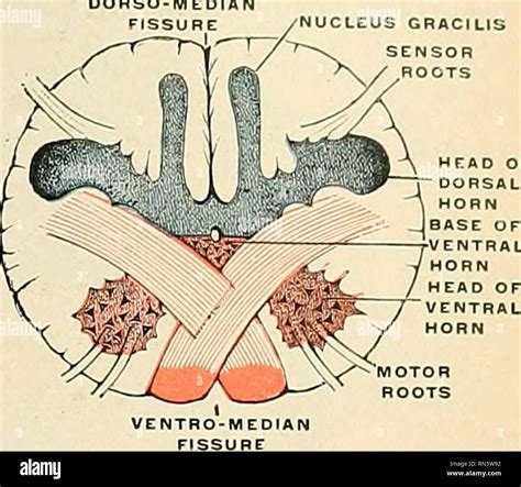 Medulla Oblongata Section