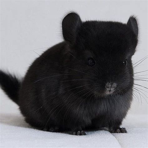 Rare Extra Dark Chinchilla Ifttt2gxxaao Baby Animals