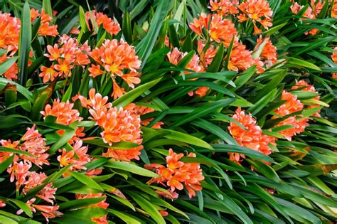 How To Grow And Care For Fire Lily