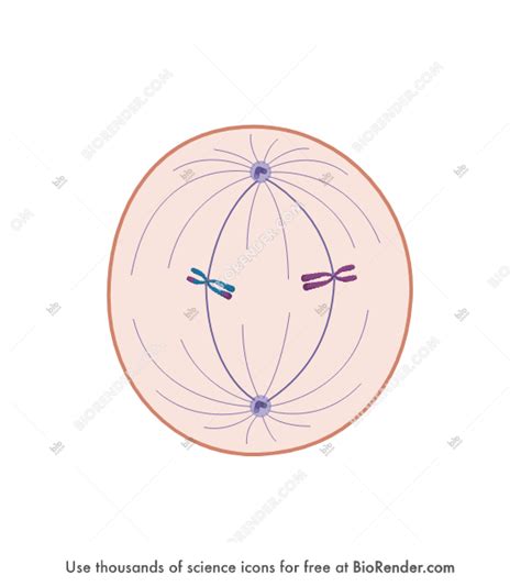 Free Meiosis 09 Prometaphase Ii A Icons Symbols And Images Biorender