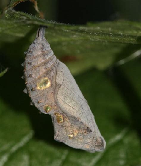 Red Admiral Chrysalis - Red Admiral - Raising Butterflies--How to find and care for butterfly ...