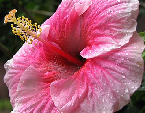 top  flower  gardeners tips