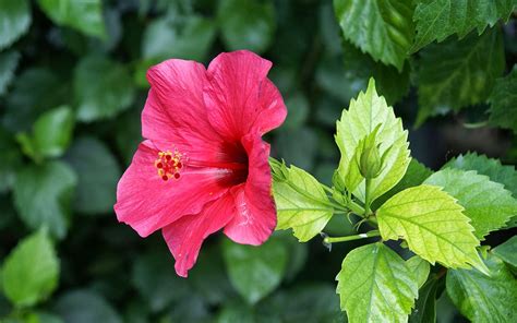 wallpaper: Pink Hibiscus Flower Wallpapers