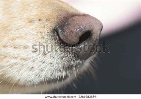 6 Nasal Cancer Dogs Images, Stock Photos, 3D objects, & Vectors ...