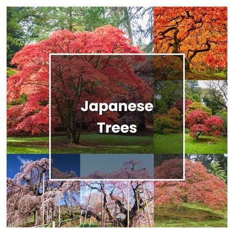 How To Grow Japanese Trees Plant Care Tips NorwichGardener