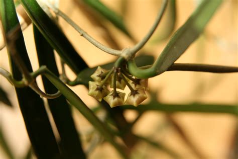 Hoya Shepherdii Fracass Be Flickr