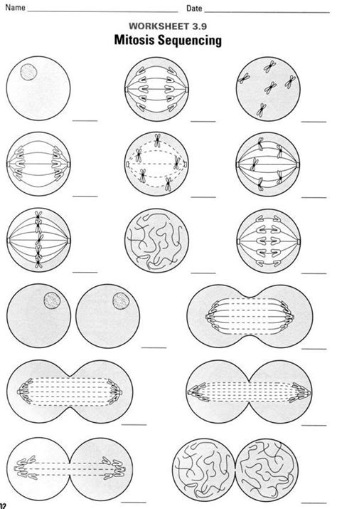 Stages Of Mitosis Worksheets