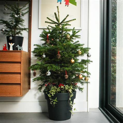 The Tree Collection 4ft Potted Christmas Tree Muddy Trowel