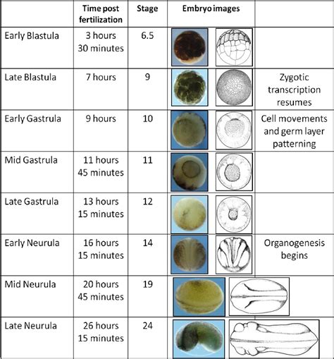 Xenopus Laevis Developmental Stages