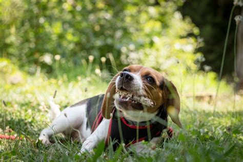 How To Stop A Dog Chewing Everything In Sight Dog Coaching Academy