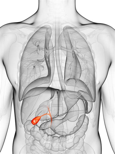 Highlighted Male Gallbladder Stock Illustration Illustration Of