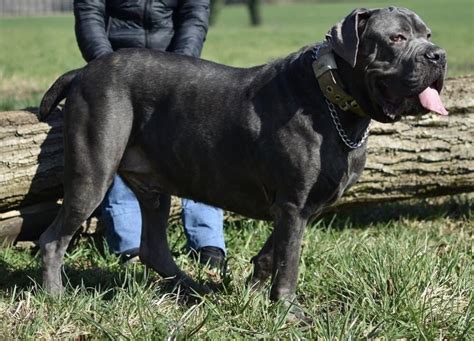 Adopter JARKO Cane Corso De 9 Ans Et 10 Mois Au Refuge Bienvenue Riom