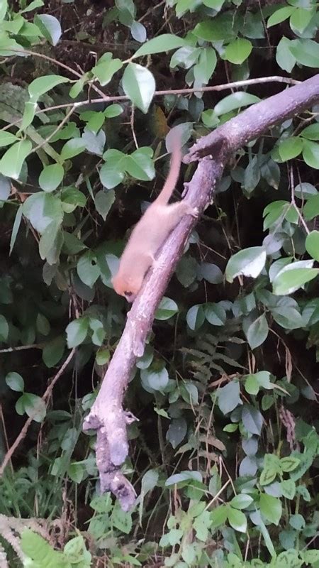 Rufous Mouse Lemur Microcebus Rufus Observation Org