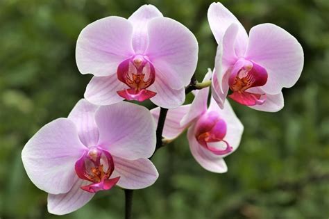 Como Cuidar Da Orqu Dea Phalaenopsis Fatores Essenciais