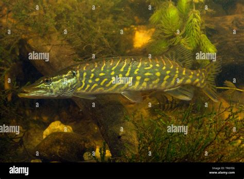 Pike Northern Pike Esox Lucius Side View Germany Stock Photo Alamy