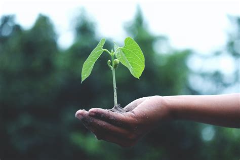 Giornata Mondiale Dell Ambiente Tema Una Sola Terra