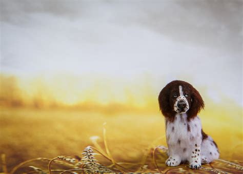 Dollhouse Miniature English Springer Spaniel by heartfeltcanines on ...