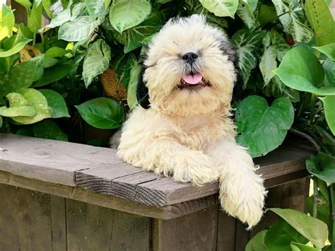 13 Things to Know about the Maltese Shih Tzu Poodle Mix