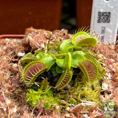 Dionaea Muscipula B52