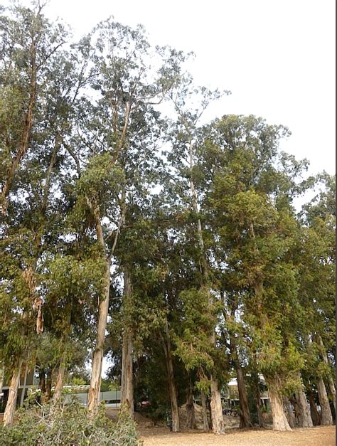 Eucalyptus Forests In Pinole California Conservation Sense And Nonsense