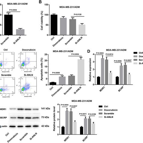 The Ic50 Of Doxorubicin To Mda Mb 231 And Mda Mb 231adm Cells