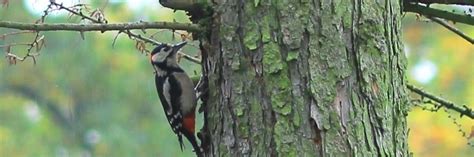 Promenade guidée Reconnaître les chants des oiseaux Binche