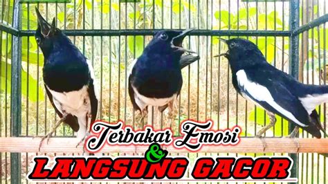 Kacer Gacor Ngamuk Membakar EMOSI Lawan Dijamin Cepat Tarung Ngotot