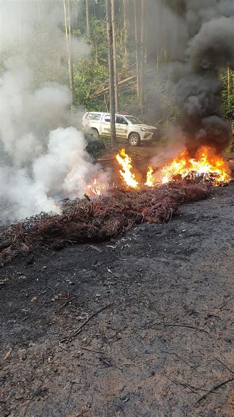 3º Batalhão Ambiental da Brigada Militar flagra a queima de 800 kg de