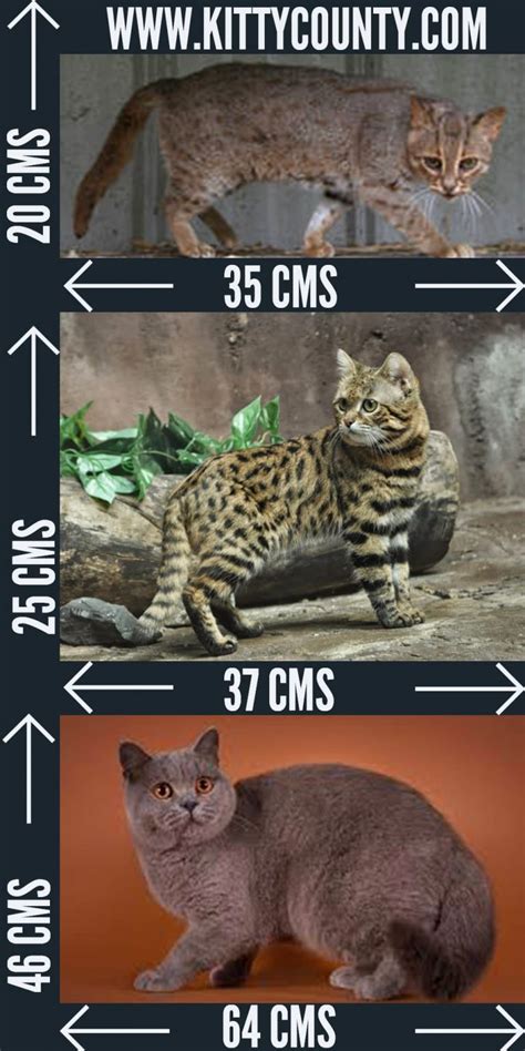 Can Rusty Spotted Cats Be Pets? | Unknown Facts Unravelled!