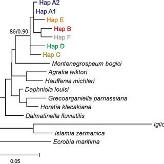 Maximum Likelihood H Tree Showing Phylogenetic Relationships Between