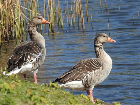 Duck Water Bird Plumage Free Photo On Pixabay Pixabay