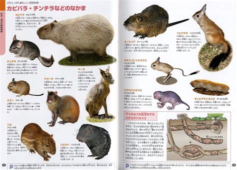 ジュニア学研の図鑑 動物 小宮 輝之 数ページ読める 絵本ナビ：レビュー・通販