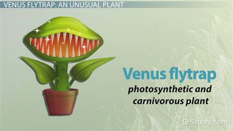 Venus Fly Trap Diagram Labeled