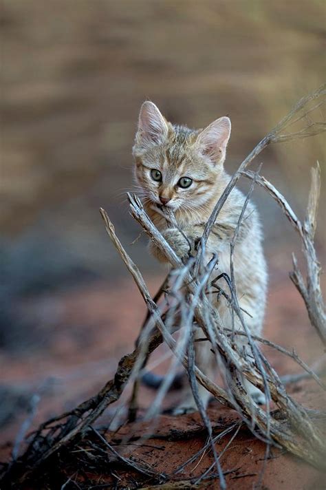 African Wildcat Kitten Photograph by Tony Camacho/science Photo Library ...