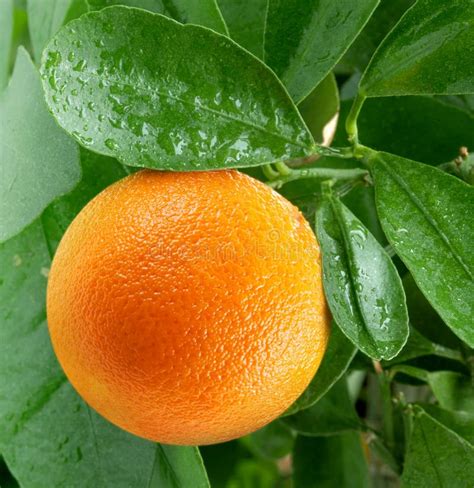 Arance Su Un Albero Di Agrume Immagine Stock Immagine Di Alimento