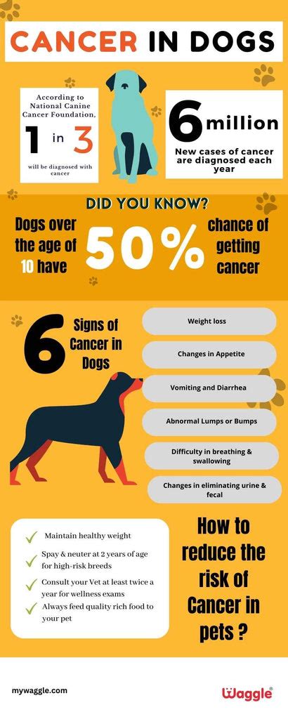 Cancer In Dogs Signs Of Cancer In Dogs Waggle®